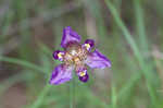 Propeller flower